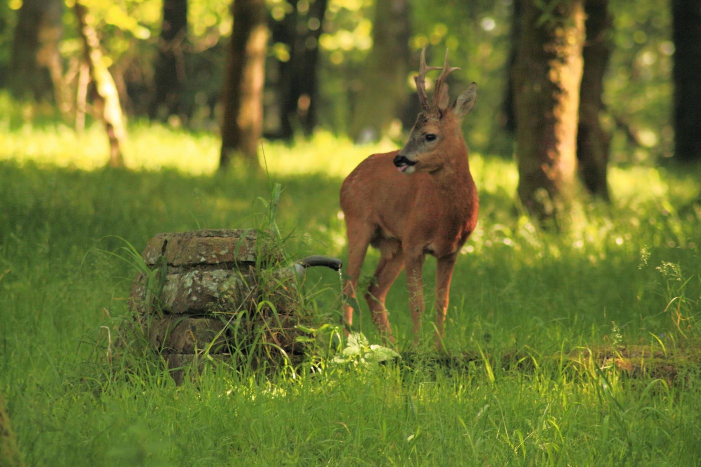 Image de Guaruda