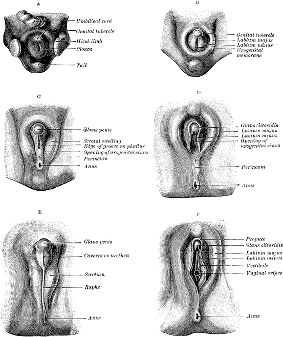 Image de Pepette